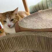 ヒメ日記 2025/05/22 01:12 投稿 河美　ひらり OL精薬