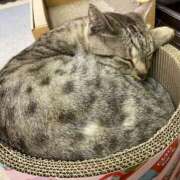 ヒメ日記 2025/05/25 01:48 投稿 河美　ひらり OL精薬