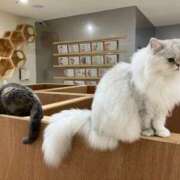 ヒメ日記 2025/06/07 00:33 投稿 河美　ひらり OL精薬