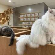 ヒメ日記 2025/06/07 01:06 投稿 河美　ひらり OL精薬