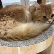 ヒメ日記 2025/06/08 01:21 投稿 河美　ひらり OL精薬