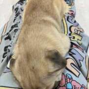 ヒメ日記 2025/06/15 02:21 投稿 河美　ひらり OL精薬