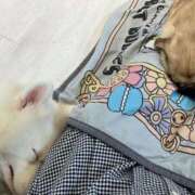 ヒメ日記 2025/06/19 00:36 投稿 河美　ひらり OL精薬