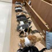 ヒメ日記 2025/06/22 02:21 投稿 河美　ひらり OL精薬