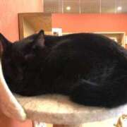 ヒメ日記 2025/06/29 01:06 投稿 河美　ひらり OL精薬