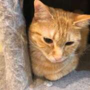 ヒメ日記 2025/07/05 00:06 投稿 河美　ひらり OL精薬