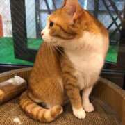 ヒメ日記 2025/07/06 01:21 投稿 河美　ひらり OL精薬