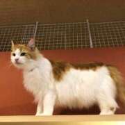 ヒメ日記 2025/07/07 01:06 投稿 河美　ひらり OL精薬