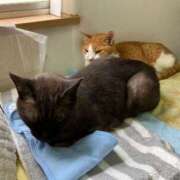 ヒメ日記 2025/07/14 00:39 投稿 河美　ひらり OL精薬