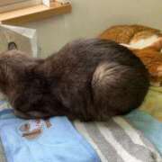 ヒメ日記 2025/07/14 01:06 投稿 河美　ひらり OL精薬