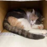 ヒメ日記 2025/07/17 00:24 投稿 河美　ひらり OL精薬