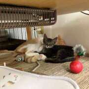 ヒメ日記 2025/07/21 01:06 投稿 河美　ひらり OL精薬