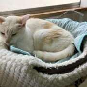 ヒメ日記 2025/07/22 01:06 投稿 河美　ひらり OL精薬