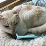 ヒメ日記 2025/07/22 01:30 投稿 河美　ひらり OL精薬