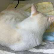 ヒメ日記 2025/07/26 00:33 投稿 河美　ひらり OL精薬