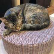 ヒメ日記 2025/07/31 00:36 投稿 河美　ひらり OL精薬