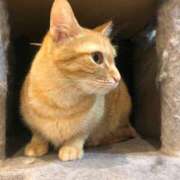 ヒメ日記 2025/07/31 01:39 投稿 河美　ひらり OL精薬