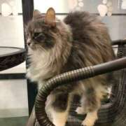 ヒメ日記 2025/08/04 01:48 投稿 河美　ひらり OL精薬