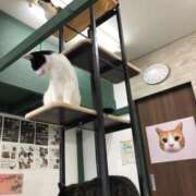 ヒメ日記 2025/08/26 00:15 投稿 河美　ひらり OL精薬