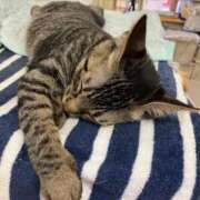 ヒメ日記 2025/09/02 00:15 投稿 河美　ひらり OL精薬