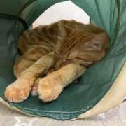 ヒメ日記 2025/09/02 00:42 投稿 河美　ひらり OL精薬