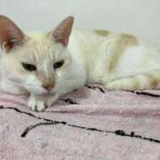 ヒメ日記 2025/10/13 00:24 投稿 河美　ひらり OL精薬