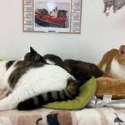 ヒメ日記 2025/10/18 01:06 投稿 河美　ひらり OL精薬