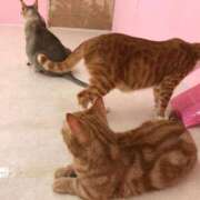 ヒメ日記 2025/10/20 00:27 投稿 河美　ひらり OL精薬