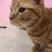 ヒメ日記 2025/10/21 00:18 投稿 河美　ひらり OL精薬