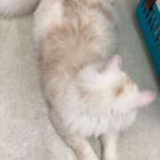 ヒメ日記 2025/10/21 01:12 投稿 河美　ひらり OL精薬