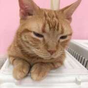 ヒメ日記 2025/10/29 00:42 投稿 河美　ひらり OL精薬