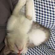 ヒメ日記 2025/11/29 00:03 投稿 河美　ひらり OL精薬