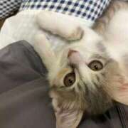 ヒメ日記 2025/11/29 00:33 投稿 河美　ひらり OL精薬