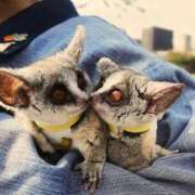 河美　ひらり Kilala仲良しさん💌 OL精薬