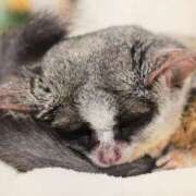 河美　ひらり SUNSUI仲良しさん💌 OL精薬