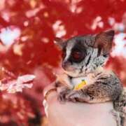 ヒメ日記 2025/12/15 00:33 投稿 河美　ひらり OL精薬