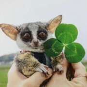 河美　ひらり BELFUS仲良しさん💌 OL精薬