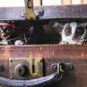 ヒメ日記 2026/01/15 02:03 投稿 河美　ひらり OL精薬