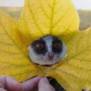 ヒメ日記 2026/01/19 01:03 投稿 河美　ひらり OL精薬