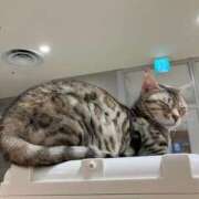 ヒメ日記 2026/01/28 01:18 投稿 河美　ひらり OL精薬