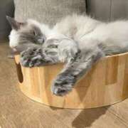 ヒメ日記 2026/01/31 01:03 投稿 河美　ひらり OL精薬