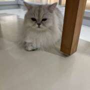 ヒメ日記 2026/02/02 02:03 投稿 河美　ひらり OL精薬