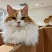 ヒメ日記 2026/02/07 00:27 投稿 河美　ひらり OL精薬