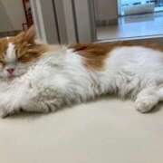 ヒメ日記 2026/02/09 02:12 投稿 河美　ひらり OL精薬