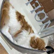 ヒメ日記 2026/02/12 01:12 投稿 河美　ひらり OL精薬