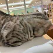 ヒメ日記 2026/02/16 01:25 投稿 河美　ひらり OL精薬