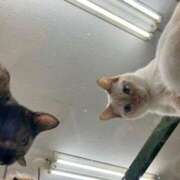 ヒメ日記 2026/02/19 01:15 投稿 河美　ひらり OL精薬