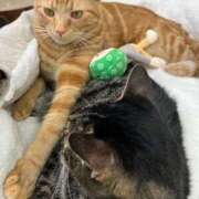 ヒメ日記 2026/02/23 00:15 投稿 河美　ひらり OL精薬