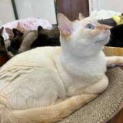 ヒメ日記 2026/02/23 01:05 投稿 河美　ひらり OL精薬