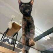 ヒメ日記 2026/02/24 02:05 投稿 河美　ひらり OL精薬